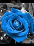 pic for blue rose